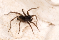 Un mle (Araneae - Lycosidae - Pardosa tenuipes)